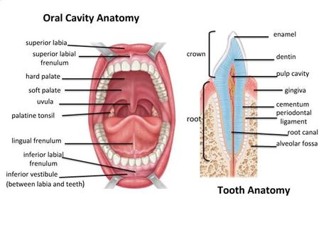 Mouth Cavity divisions, anatomy, function, muscles, Contents of Soft palate and Hard palate Oral Cavity Anatomy, Palatine Bone, Glossopharyngeal Nerve, Hypoglossal Nerve, Sensory Nerves, Soft Palate, Molar Tooth, Facial Nerve, Middle Ear