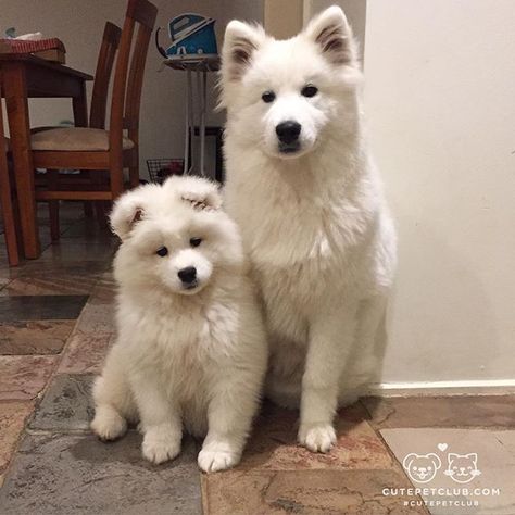 From @potatobudds: "Best feeling ever coming home to these two cuties 😊😊❤️" #cutepetcl Two Puppies, Two Cuties, Samoyed Puppy, Samoyed Dogs, Best Feeling, Pet Supplements, Cute Dog Pictures, Puppies And Kitties, Cutest Animals