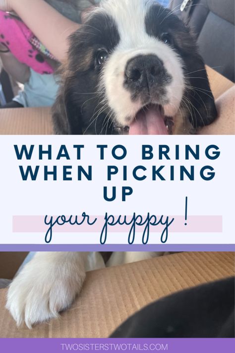 Tips on what to bring when picking up your puppy! Introducing Puppy To Dog, Things You Need For A Puppy, 1st Time Dog Owner, Puppy Milestones Photos, Surprise Puppy Ideas, Puppy Reveal Ideas, Puppy Set Up Ideas, Puppy Reveal, Bringing Home Puppy