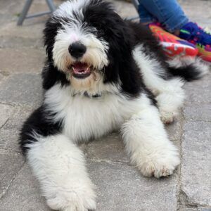 Mini Sheepadoodle, Dog Friendly Garden, Love Doodles, English Sheepdog, Old English Sheepdog, Miniature Poodle, Gentle Giant, Diy Dog Stuff, Old English