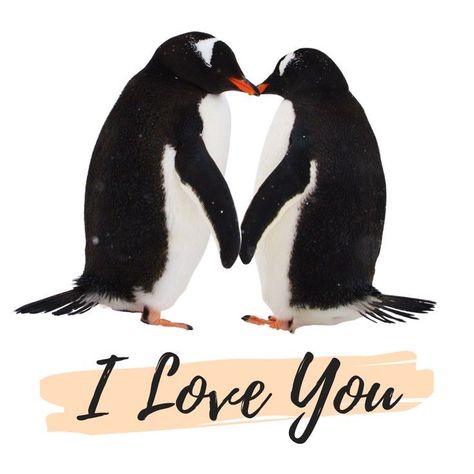 Two Penguins, Penguin Wallpaper, Love Is Cartoon, Penguin Love, General Knowledge Facts, Love My Kids, Enola Holmes, Beautiful Rose Flowers, Cute Penguins