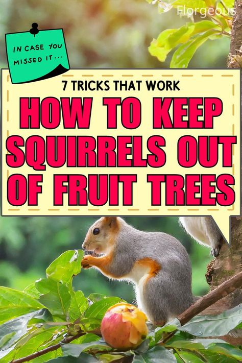 Keep Squirrels Out of Fruit Trees Squirrel Repellant, Get Rid Of Squirrels, Bird Netting, Types Of Fruit, New Fruit, Peach Trees, The Trunk, How To Protect Yourself, Delicious Fruit