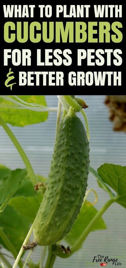 Cucumber Companion Plants, Vegetable Gardening Ideas, Organic Vegetable Garden, Home Vegetable Garden, Organic Gardening Tips, Olive Garden, Garden Pests, Vegetable Gardening, Garden Care