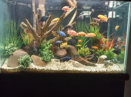 African Cichlid Tank, African Cichlid Aquarium, Cichlid Tank, Freshwater Fish Tank, Cichlid Aquarium, Fish Tank Themes, Cichlid Fish, Tropical Fish Tanks, Tropical Fish Aquarium