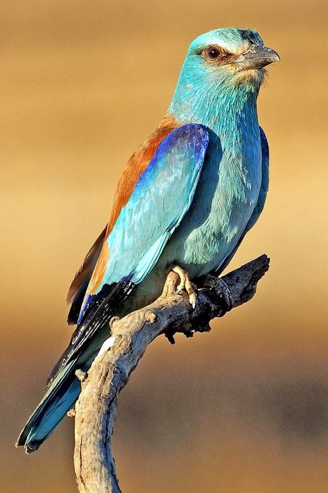 European Roller Bird, European Roller, Roller Bird, Bird Beaks, Grasshoppers, Photo Art Gallery, Western Europe, Central Asia, The Middle East