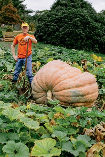 Growing Squash, Giant Vegetable, Types Of Pumpkins, Big Pumpkin, Funny Vegetables, Garden Companion Planting, Planting Pumpkins, Vegetable Harvest, Biggest Pumpkin