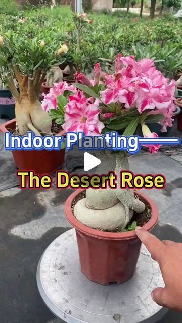 Dessert Rose Plant, Desert Rose Care, Grafting Plants, Desert Roses, Desert Rose Plant, Rose Plant, Gardening Plants, Garden Equipment, Topiaries