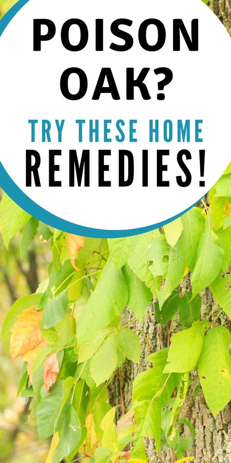 Home remedies for poison oak and poison ivy are needed much more often than we like. With so much time spent outside in the summer, it’s easy for kids and adults to come into contact with poison oak or ivy. Fortunately, you can alleviate the discomfort with these five home remedies for poison oak or poison ivy! Poison Oak Remedy, Essential Oils For Poison Oak, Poison Ivy Remedies Essential Oils, Poison Oak Remedies, Essential Oil For Poison Ivy, Home Remedy For Poison Ivy, Home Remedies For Poison Ivy, How To Make Poison, Poison Ivy Bath Soak