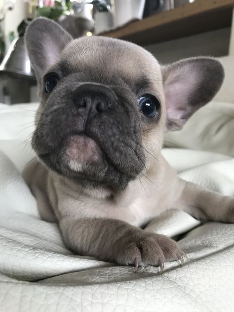 Bulldog Francese, Cute French Bulldog, French Bulldog Puppies, Bulldog Puppies, French Bulldogs, Rat Rod, Rats, French Bulldog, Bulldog