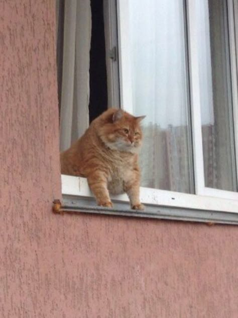 Cat Aesthetic, Fat Cats, Orange Cat, Cute Creatures, Cute Little Animals, Beautiful Cats, 귀여운 동물, Animal Memes, Animals Friends