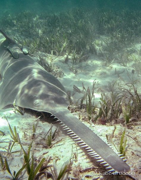 Saw #Sharks use their long, toothy, sword-like snouts to find and slash their prey! #toocool #biodiversity Fauna Marina, Under The Ocean, Deep Sea Creatures, Ocean Floor, Life Aquatic, Water Animals, Underwater Creatures, Underwater Life, Marine Animals