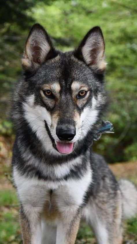 Tamaskan Puppies, Tamaskan Dog, Northern Inuit Dog, Czechoslovakian Wolfdog, Funny Looking Cats, Purebred Dogs, Pretty Dogs, Wild Dogs, Wolf Dog