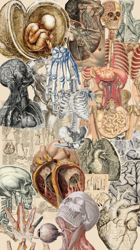 Vintage Medical Art, Medical Drawings, Medical School Life, Medical Student Motivation, School Template, Medical Wallpaper, Human Body Anatomy, Medical School Motivation, Vintage Medical