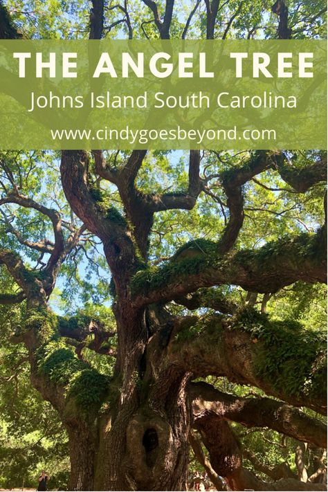 Have you visited the Angel Tree on Johns Island, South Carolina yet? I recently got to visit and check this Lowcountry treasure off my travel list! Here's what you need to know about the magnificent Angel Tree. #cindygoesbeyond #livinglifebeyondtheedges #angeltree #johnsislandsc Angel Oak Tree, Angel Oak Trees, Angel Oak, East Coast Travel, Live Oak Trees, Travel Inspiration Destinations, Angel Tree, Ancient Tree, My Travel