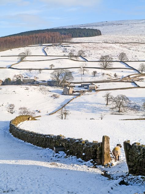 Countryside near Barden Tower Snowy English Countryside, Snow Houses, Snowy Cottage, Winter Song, Winter Cottage, Snowy Landscape, Cosy Christmas, Romanticizing Life, British Countryside