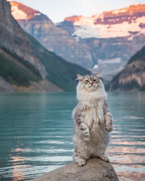 Siberian Reinhardt, Warrior Graphics, Swimming Cats, Kitten Aesthetic, A Lot Of Cats, Ginger Fox, Cute Cat Funny, Cat References, Cute Image