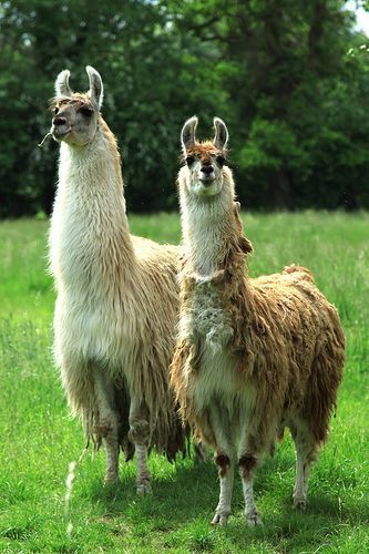 Llama Pictures, Llama Llama, Amazing Animal Pictures, Cute Alpaca, Llama Alpaca, Knee Pads, Animal Planet, Funny Animal Pictures, Nature Animals