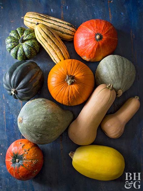 Winter squash is the perfect way to cozy into fall. Squash Aesthetic, When To Plant Pumpkins, Propagate Rosemary, Okra Plant, Determinate Tomatoes, Thanksgiving Foods, Storing Fruit, Rosemary Plant, Growing Pumpkins