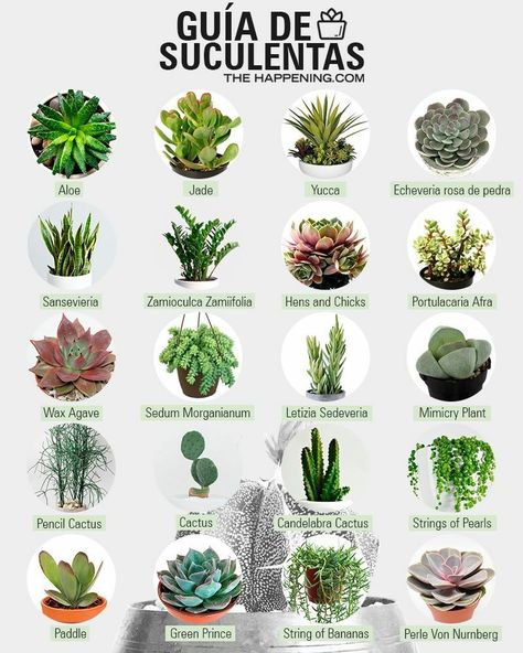 Suculent Plants, Different Types Of Succulents, Kaktus Dan Sukulen, Cactus Types, Types Of Succulents, Succulent Gardening, Succulents Indoor, Bedroom Plants, House Plants Decor