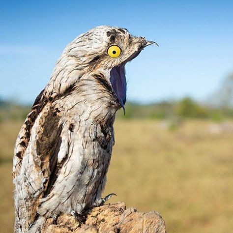 Great Potoo, Nocturnal Birds, Weird Look, Exotic Bird, Funny Birds, Exotic Birds, Colorful Birds, Animal Planet, Animal Memes