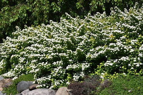 White Spirea, Spirea Goldmound, Goldflame Spirea, Spiraea Betulifolia, Glow Girl Spirea, Rock Mulch, Low Maintenance Shrubs, Birch Leaf, Alpine Garden