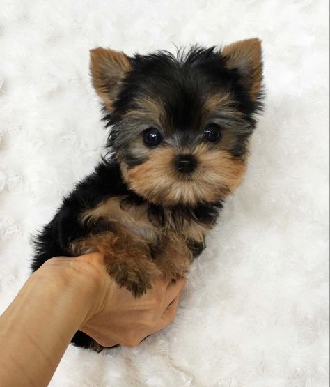 Yorky Puppies, Small Cute Puppies, Cute Teacup Puppies, Teacup Yorkie Puppy, Yorkie Puppies, Very Cute Puppies, Teacup Yorkie, Tiny Puppies, Yorkie Dogs