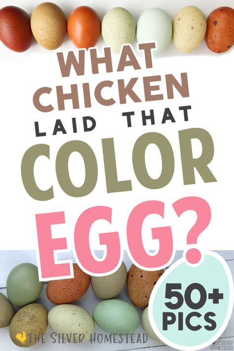 Chicken Egg Chart, Breeds Of Chickens And Eggs, Cream Legbar Chickens Eggs, Colored Egg Layers Chicken Breeds, Chicken Egg Color Chart, Green Egg Laying Chickens, Colored Egg Layers, Olive Egger Eggs, Pink Eggs Chickens