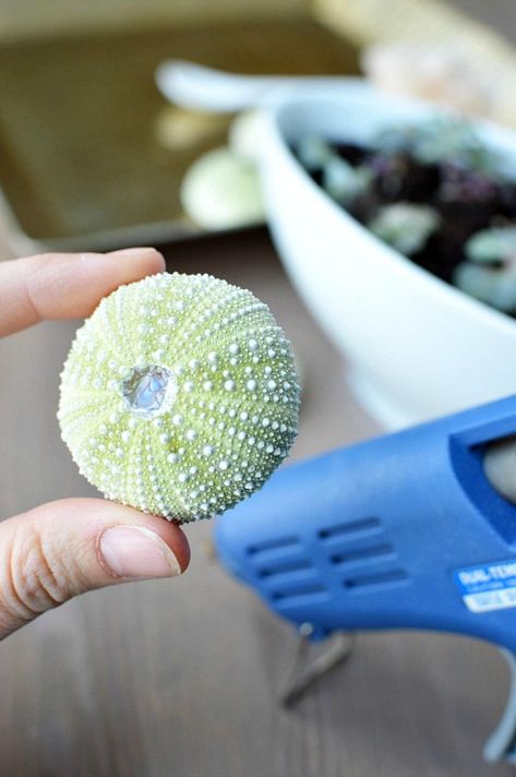 Clay Sea Urchin Diy, Diy Sea Urchin, Sea Urchins Craft, Sea Urchin Shell Crafts, Sea Urchin Craft, Succulent Planters Diy, Shells Projects, Urchin Art, Sea Urchins Art