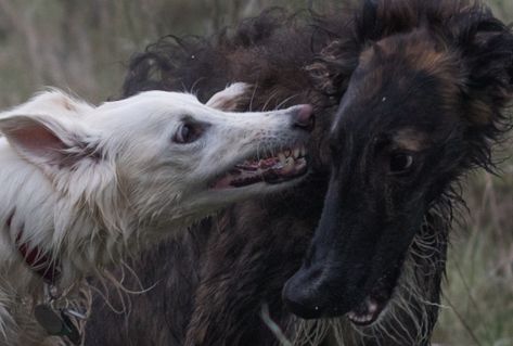 Dog Poetry, Borzoi Dog, Dog Motif, Animal Study, Silly Things, Pretty Animals, Bad Dog, Laugh Out Loud, Arte Inspo