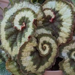 How to Grow and Care for Begonias - Garden.org Begonia Boliviensis, Tuberous Begonia, Plant Care Guide, White Flies, Long Flowers, Patio Planters, Powdery Mildew, Peat Moss, Black Leaves