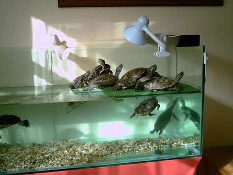 Southern Painted Turtle, Turtle Setup, Turtle Tank Setup, Turtle Enclosure, Turtle Terrarium, Turtle Sanctuary, Turtle Aquarium, Diy Wood Stove, Tortoise Habitat