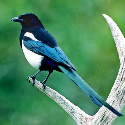 Black-Billed Magpie Magpie Art, Magpie Bird, Kinds Of Birds, Australian Birds, Bird Supplies, Colorful Bird, Garden Care, Backyard Birds, Exotic Birds