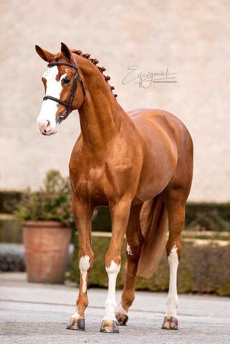 Chestnut Warmblood, Chestnut Horses, Horse Standing, Horse Markings, Warmblood Horses, Cute Horse Pictures, Horse Chestnut, Beautiful Horse Pictures, Red Horse