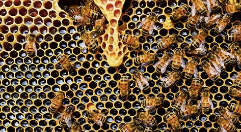 Minnesota is one of dozens of states that are waxing poetic about recruiting people to raise their insect neighbors. Bee Conservation, Honey Uses, Varroa Mite, Beekeeping For Beginners, Bee Colony, Coal Miners, Honey Benefits, Climate Action, Survival Food