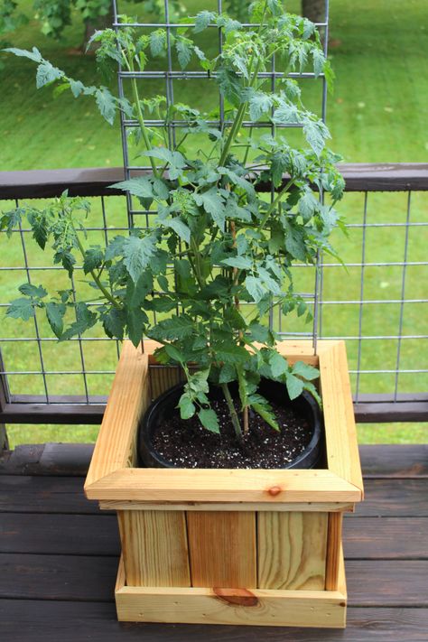 Our new "tomato crates" on our back porch at home. We planted a few of these to have easy access to salad tomatoes 4h Crafts, Patio Tomatoes, Growing Tomatoes Indoors, Tips For Growing Tomatoes, Growing Tomato Plants, Tomato Farming, Bucket Planters, Growing Tomatoes In Containers, Grow Tomatoes