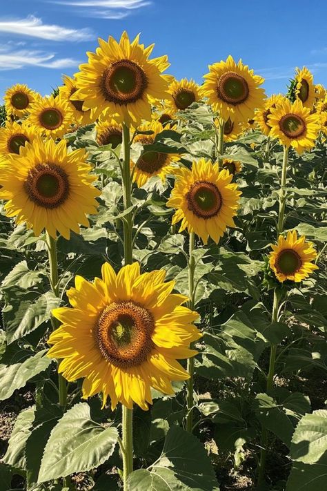 Sunflowers are a radiant and joyful choice for any garden! 🌻🌿 With their tall stems and bright, sunny blooms, these flowers bring cheer and beauty to your outdoor space. Easy to grow and care for, sunflowers are perfect for garden beds, borders, and as stunning cut flowers. Brighten up your garden with the vibrant charm of sunflowers today! 😍🌻 #Sunflowers #GardenBeauty #VibrantFlowers #SunnyBlooms Plant Vegetables, Cut Flowers, Garden Beds, Be Perfect, Outdoor Space, Borders, To Grow, Sunflower, Plants