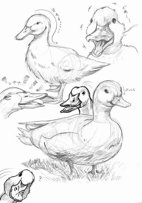 Duck Drawing Reference, Duck Head Drawing, Duck Drawing Sketches, Duck Draw, Draw Duck, Duck Sketch, Mascot Character Design, Duck Character, Traditional Sketches