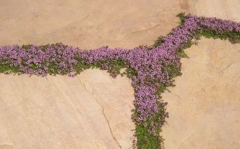 Elfin Thyme, Red Creeping Thyme, Xeriscape Ideas, Thymus Serpyllum, Thyme Plant, Evergreen Groundcover, Creeping Thyme, Creeping Jenny, Buy Plants Online