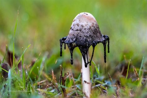 When to Opt for Manual Mode Inky Cap Mushroom, Nature Fall, Mushroom Decor, Unusual Flowers, Flower Nature, Create Image, Professional Photo, Original Image, Photographic Prints