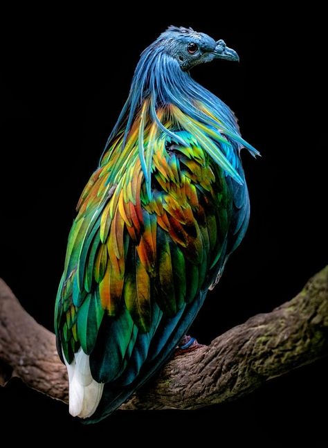 Art Refence, Nicobar Pigeon, Interesting Birds, Bird Facts, Bird Photos, Kinds Of Birds, Rare Breed, Colorful Feathers, Bird Pictures