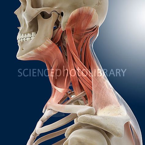 Neck muscles, artwork Neck Muscle Anatomy, Punkty Spustowe, Head Anatomy, Neck Muscles, Gross Anatomy, Human Body Anatomy, Muscle Anatomy, Human Anatomy Drawing, Medical Anatomy