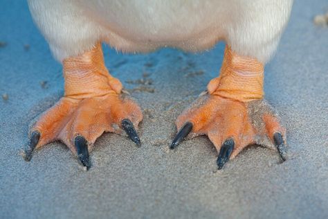 Penguin feet Penguin Feathers, Penguin Anatomy, Penguin Feet, Swimming Penguin, Penguin Underwater, Playful Penguins, Penguin Pictures, Beautiful Birds, Penguins