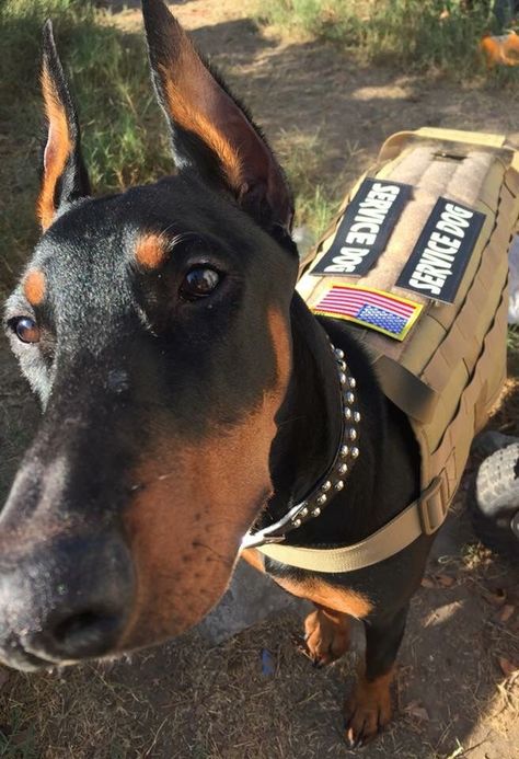 Doberman Service Dog Military Service Dogs, Psychiatric Service Dog, Service Dog Patches, Service Dogs Gear, Service Dog Training, Service Dog Vests, Doberman Pinscher Dog, Scary Dogs, Dangerous Dogs