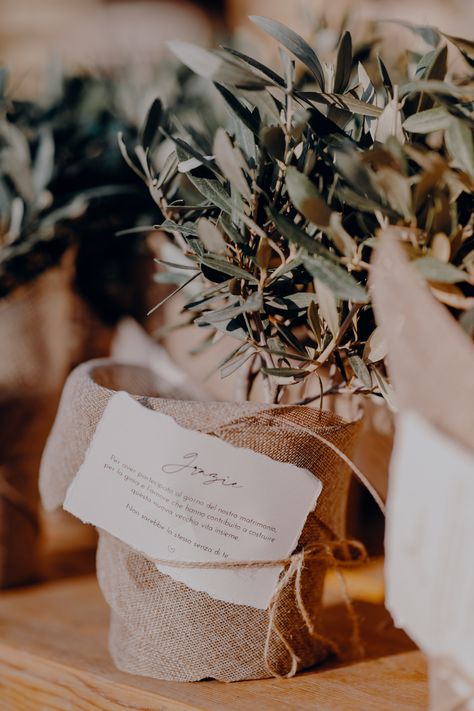 We chose an olive tree as wedding favor for our guests. The idea was to offer something able to last, in line with the wedding theme, and on budget. Olive Wedding Favors, Mini Olive Trees Wedding, Olive Tree Party Theme, Olive Boho Wedding, Italian Boho Wedding, Boho Italian Wedding, Olive Tree Centerpieces Wedding, Wedding Olive Theme, Olive Trees Wedding