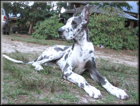 #Great #Dane Blue Harlequin Great Dane, Great Dane Blue Harlequin, Great Dane Facts, Harlequin Great Danes, Great Dane Puppy, Great Dane Dogs, Animal Advocacy, Dog Info, Weimaraner