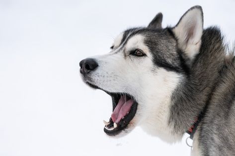 Husky Barking, Herding Dogs Breeds, Cute Husky Puppies, Hypoallergenic Dog Breed, British Dog, Snow Dog, Dog Leash Training, Best Dogs For Families, Cute Husky