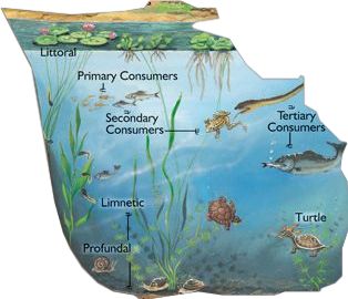 Pond Ecosystem, Ecosystem