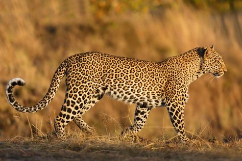 Big Cat Anatomy, African Animals Photography, Leopard Sculpture, Jaguar Panther, Panther Leopard, African Leopard, Climbing Trees, Cat Anatomy, Cat Species