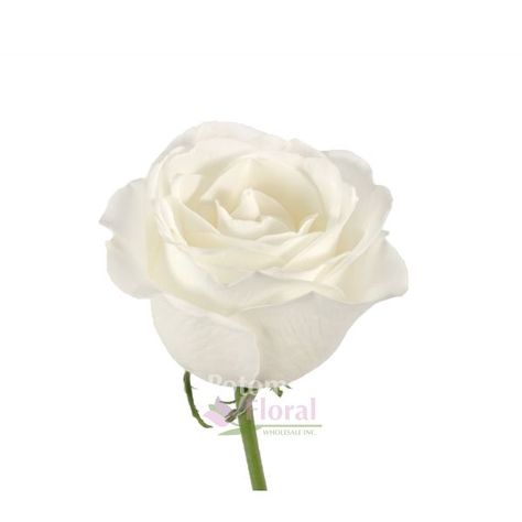 Tibet Rose, Color Board, Colour Board, Floral Color, White Rose, Tibet, White Roses, Bridal Bouquet, Wedding Flowers