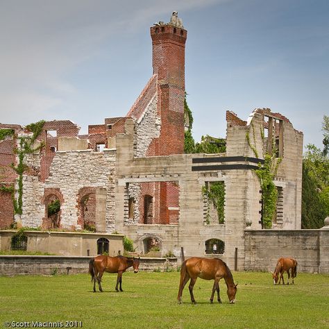 Wild horses roaming the grounds at the Dungeness Mansion ruins on Cumberland Island Cumberland Island Georgia, Eerie Photos, Cumberland Island, Georgia Coast, Georgia Travel, Tybee Island, Amelia Island, Abandoned Buildings, Wild Horses